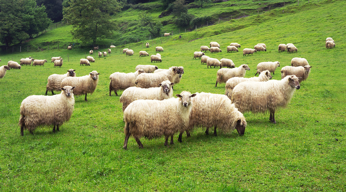 Et si vous gardiez des moutons dans une ferme pendant vos vacances ?